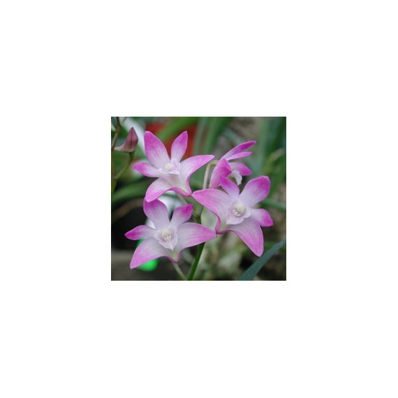 Dendrobium Kingianum 