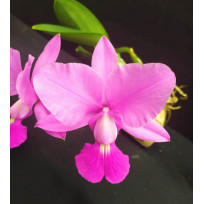 Cattleya Walkeriana (Corte)