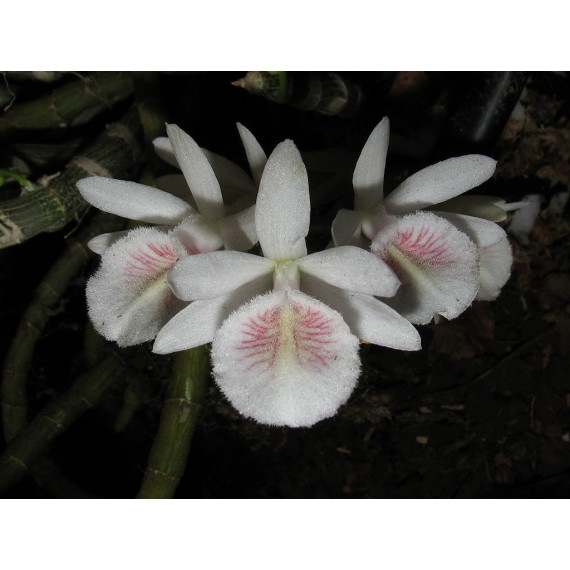 Dendrobium Cretaceum - AD