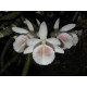 Dendrobium Cretaceum - AD