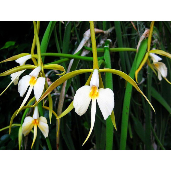 Epidendrum Parkinsonianum - AD