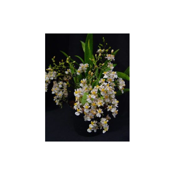 Kit Trio de Mini Orquideas (AD)