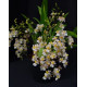 Kit Trio de Mini Orquideas (AD)