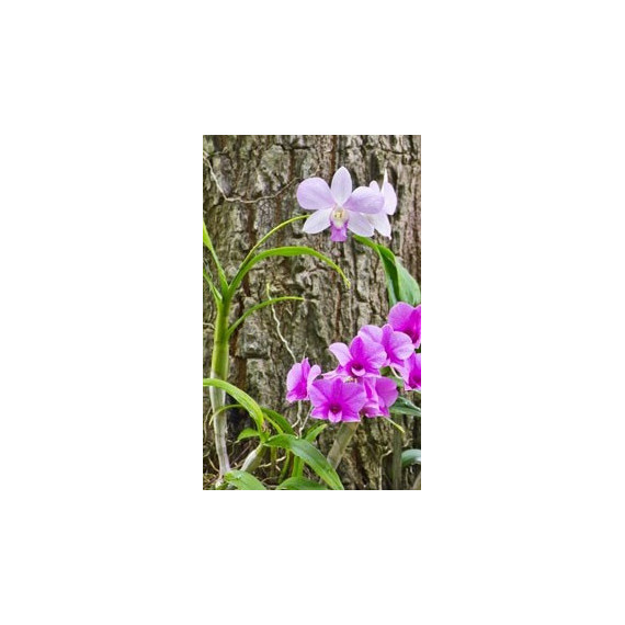 Kit Trio de Mini Orquideas (AD)