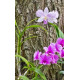Kit Trio de Mini Orquideas (AD)