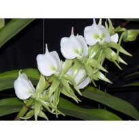 Angraecum Eburneum