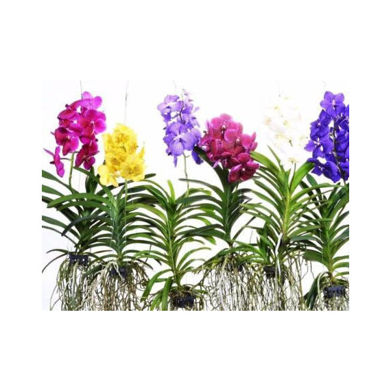 Vanda  