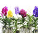 Vanda  
