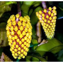 Robiquetia cerina (amarela)