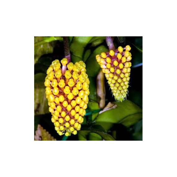 Robiquetia cerina (amarela)