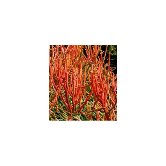 Euphorbia Tirucalli Sticks On Fire