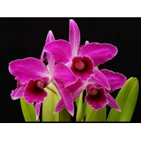 Laelia Purpurata Sanguinea  -  (Época de Flor)