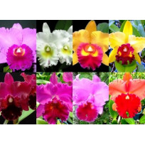 Kit 3 Cattleya Adultas