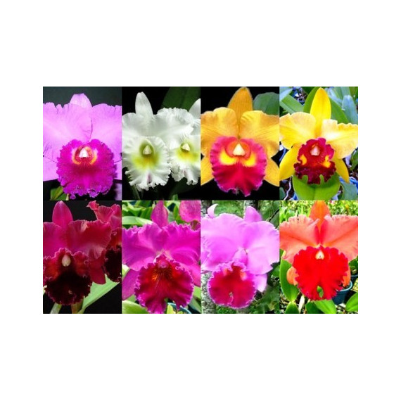 Kit 3 Cattleya Adultas