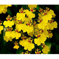 Oncidium Flexuosum - Pre-adulta