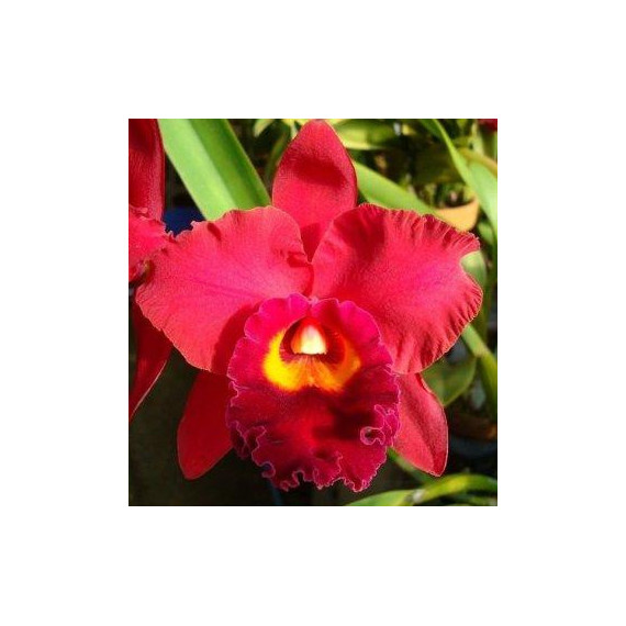 Potinara Red Crab - NBS