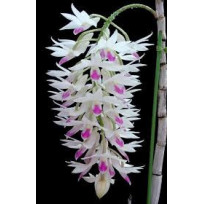 Dendrobium Amethystoglossum - Seddling