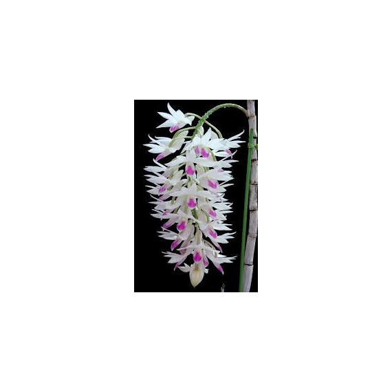 Dendrobium Amethystoglossum - Seddling