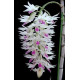 Dendrobium Amethystoglossum - Seddling