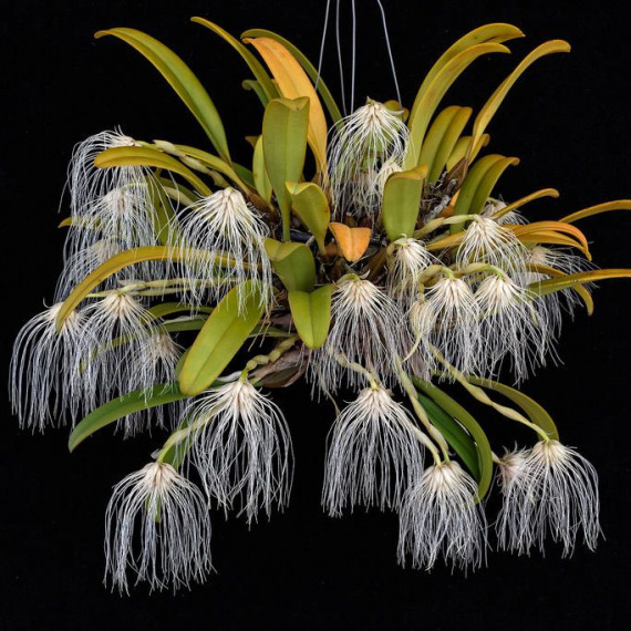 Bulbophyllum Medusae - AD