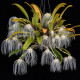 Bulbophyllum Medusae - AD