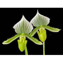 Paphiopedillum Maudie Green - Adulto