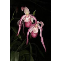 Phragmipedium Schroederae