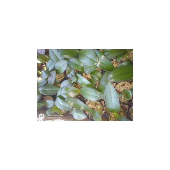 Phalaenopsis Rosa - T3