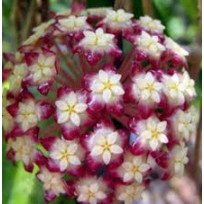 Flor de Cera ( Hoya Finlaysonii )