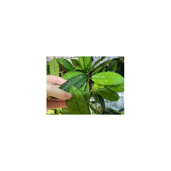 Flor de Cera ( Hoya Finlaysonii )