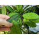 Flor de Cera ( Hoya Finlaysonii )