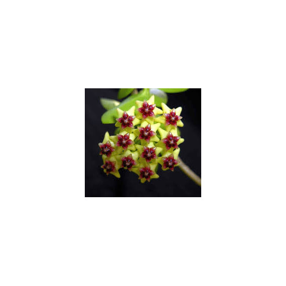 Flor de Cera ( Hoya Densiflora )