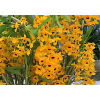 Dendrobium Fimbriatum- AD ( Grande Porte)