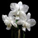 Cattleya Dolosa Alba x Self - NBS