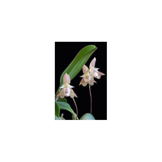 Bulbophyllum Ambrosiae  - AD