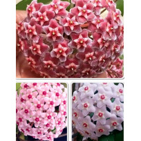 Kit 3 Hoyas  - Mudas