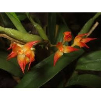 Bulbophyllum Sessile  - AD
