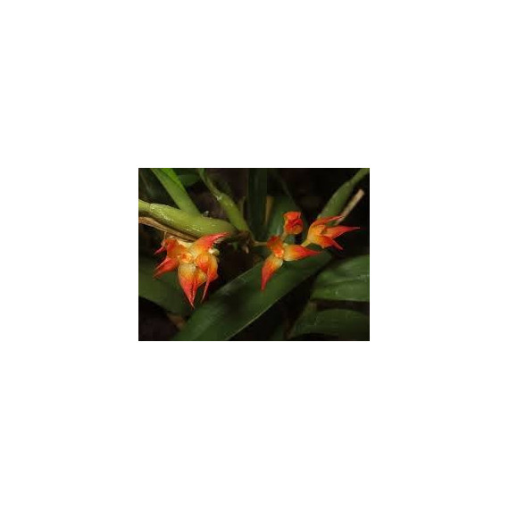 Bulbophyllum Sessile  - AD