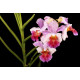 Vanda Miss Joaquim - AD