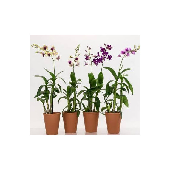 Denphal - NBS