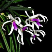 Leptotes Bicolor - AD