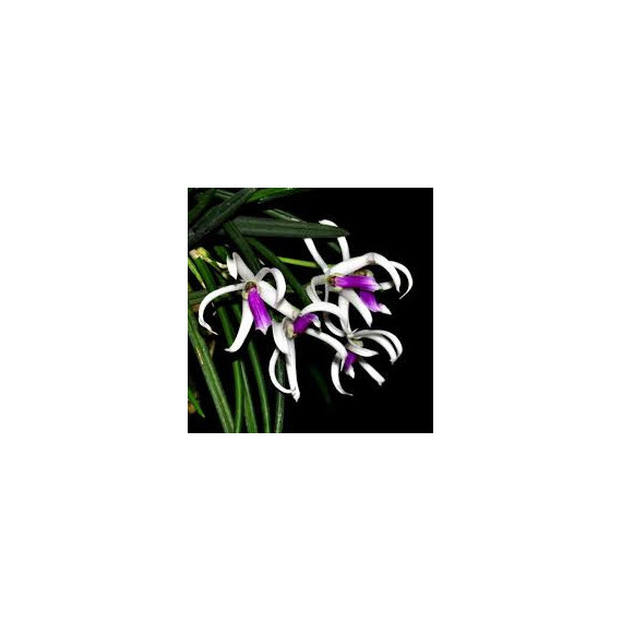Leptotes Bicolor - AD