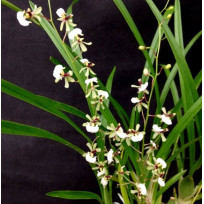 Ornitophora Radicans - AD