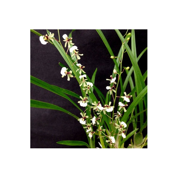 Ornitophora Radicans - AD