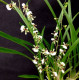 Ornitophora Radicans - AD