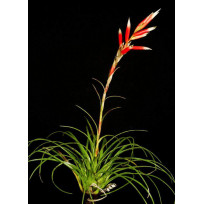Tilandsia Vriesea - Muda