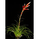 Tilandsia Vriesea - Muda