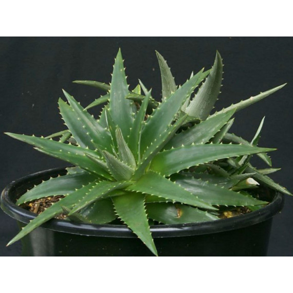 Dyckia Brevifolia