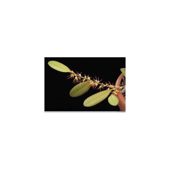Bulbophyllum Sessile  - AD