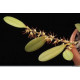 Bulbophyllum Sessile  - AD